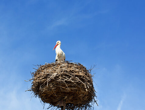 White stork on the nest
