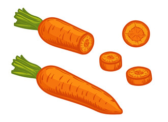 Carrot, half and slice of carrot. Carrot vector illustration.