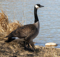 Fototapeta premium canada goose at the river