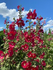red flowers against sky
