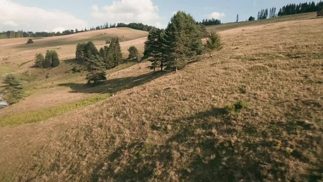 Aerial cinematic footage from FPV racing drone of a sun lit meadow during a sunny summer day. Flying above a footpath in between spruce trees and an old barn in Cierny Balog, Slovakia. LuPa Creative.