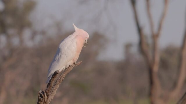 a major mitchell's cockatoo chews on wood from a dead tree trunk at western queensland, australia