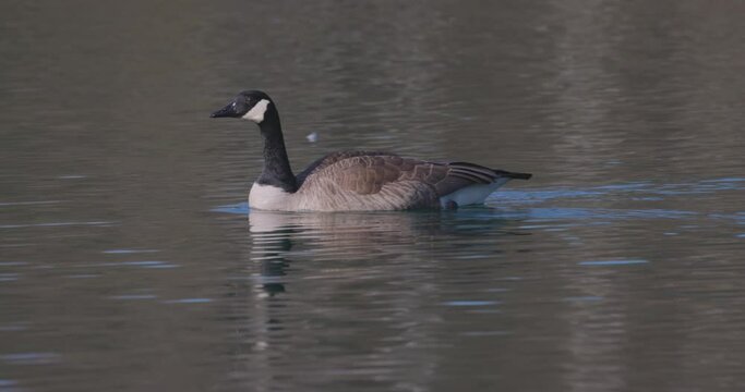 Two Canadian Geese, Branta canadenis, swimming in the water of a canal in Rijkevorsel, Antwerp, Belgium. High quality 4k footage