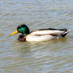 Obraz premium duck on the water