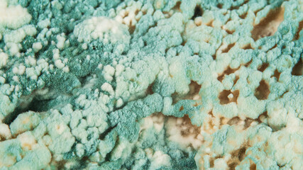 Green mold Penicillium expansum. Textured Mold Background. Macro Shot of Mold. Mold Spores on Bread. Sporangia and Sporangiophores Clearly Visible. Toxic Spores in Spoiled Food