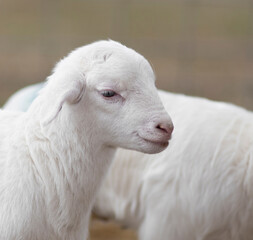 Cute Katahdin sheep lamb