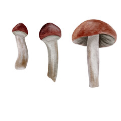 mushrooms isolated. A set of watercolor mushrooms. Mushrooms with a brown cap. Autumn mushrooms in watercolor.