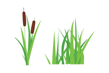 Bulrush or reedmace plant and grass