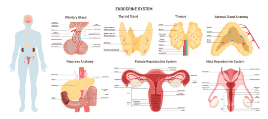 Endocrine system organs set. Human anatomy educational infographic.