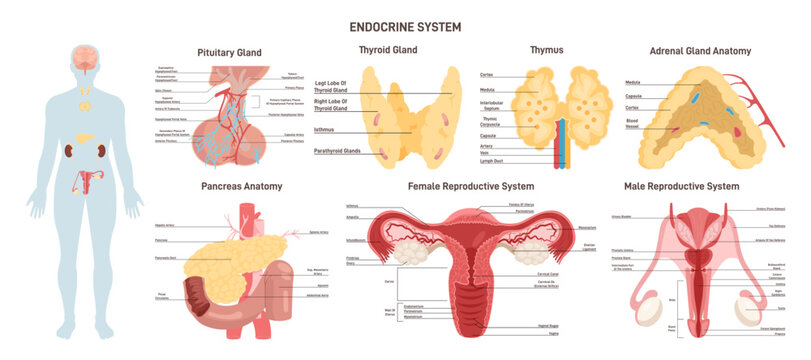 Endocrine system organs set. Human anatomy educational infographic.