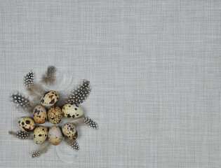  Fresh quail eggs and feathers on  light beige burlap fabric background. Top view ,flat lay. Free copy space
