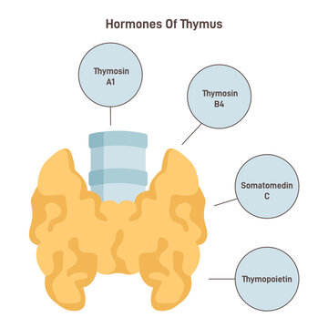Thymus hormones. Endocrine system organ producing hormones