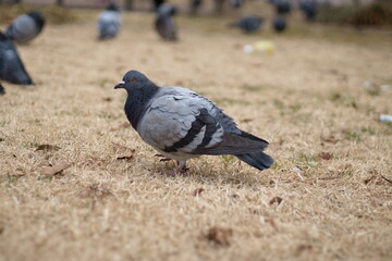 公園で啄むハト