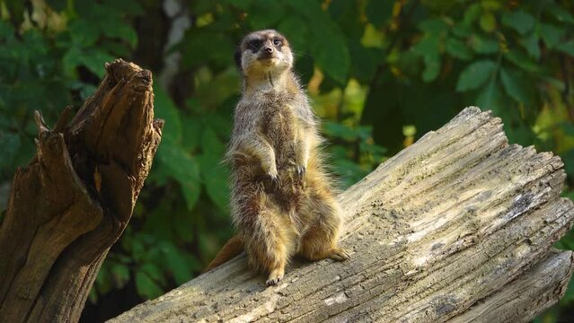 meerkat in different directions and makes sounds