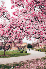 Pink magnolia flower tree in bloom swinging on wind in spring garden, park. Floral background, springtime.