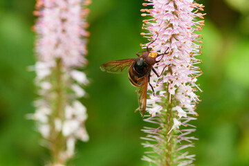 Hornissenschwebfliege (Volucella zonaria)	