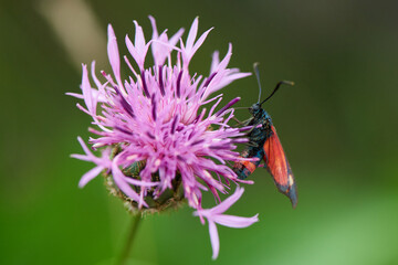 Veränderliches Widderchen(Zygaena ephialtes)