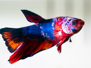 Galaxy Koi Betta Fish on White Background. The fish is white, blue and red.
