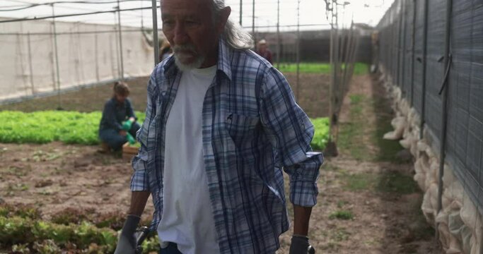 Latin senior man using wheelbrarrow inside farm greenhouse - Local food product and sustainable work concept