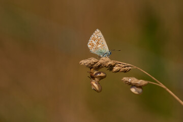 Himmelblauer Bläuling und Gemeine Heideschnecke	