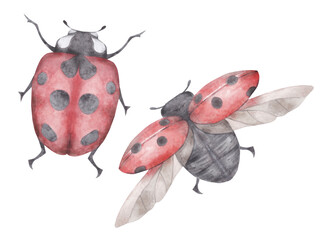 Exotic wild ladybug insect in a watercolor style isolated. Full name of the insect: ladybug.
