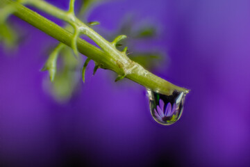 Macro view of a leaf with a rain droplet with a flower reflection