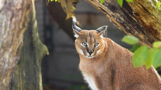 caracal looking in different directions