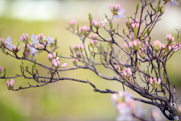 The plant Rhododendron Vasey