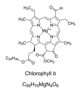 Chlorophyll b, chemical formula and structure. Contained in land plants, helping in photosynthesis by absorbing light energy. Single magnesium atom bound by 4 nitrogen atoms in a plane porphyrin ring.