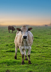 White cow grazing in a lush green field in Muden, Cochem-Zell district, Germany