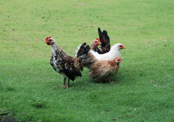 Chickens or Rooster walks on the green grass in eco farm.