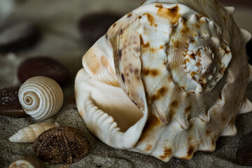 sea shells on the sand