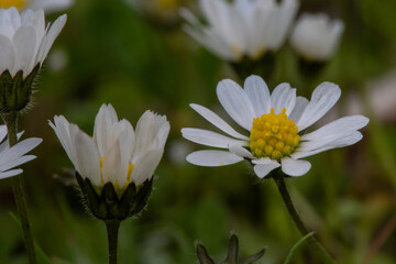 white daisy flower