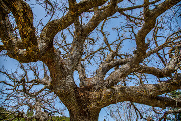 Fototapeta na wymiar tree with sky