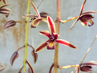 Cymbidium aloifolium, It is a kind of wild orchid. White petals and dark red. Choose a specific...