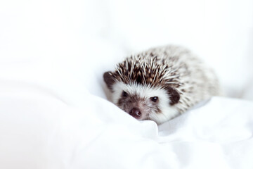 African pygmy hedgehog, pet crawling on a light white blanket © yana136