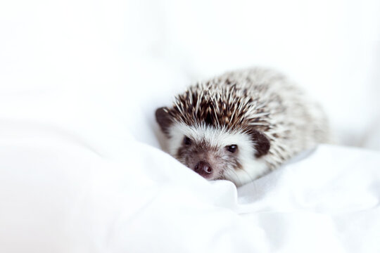 African pygmy hedgehog, pet crawling on a light white blanket