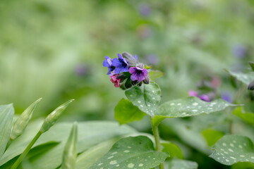 Beautiful purple flowers Pulmonaria with green leaves