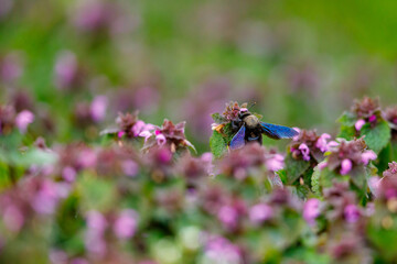 The big blue carpenter bee