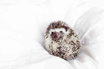 African pygmy hedgehog, pet crawling on a light white blanket