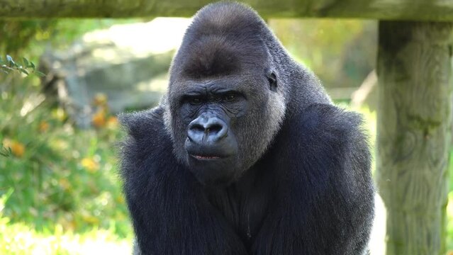 Western Lowland Gorilla Chews His Food Slowly. Slow Motion