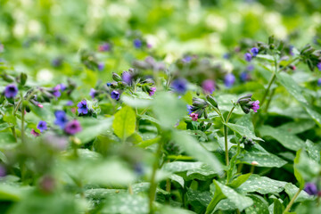 Beautiful purple flowers Pulmonaria with green leaves