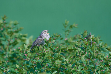 Grauammer auf einer Sitzwarte	