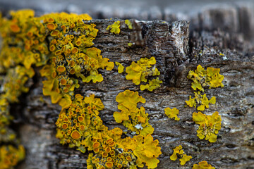 lichen on tree - Powered by Adobe