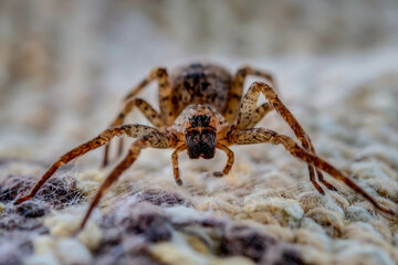 spider on the ground