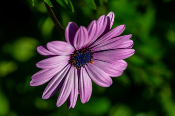 Obraz premium pink cosmos flower