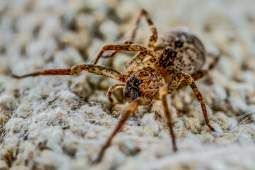 spider on the ground