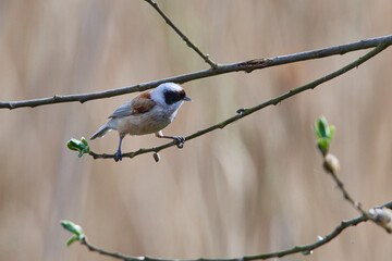 	
Beutelmeise (Remiz pendulinus)	
