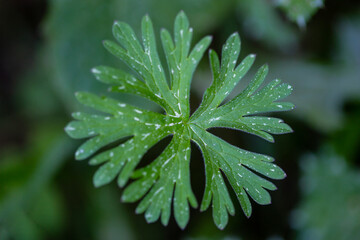 a green leaf