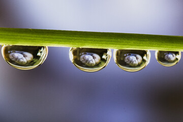 closeup of rain drops on green leaf with reflections of a snail shell inside